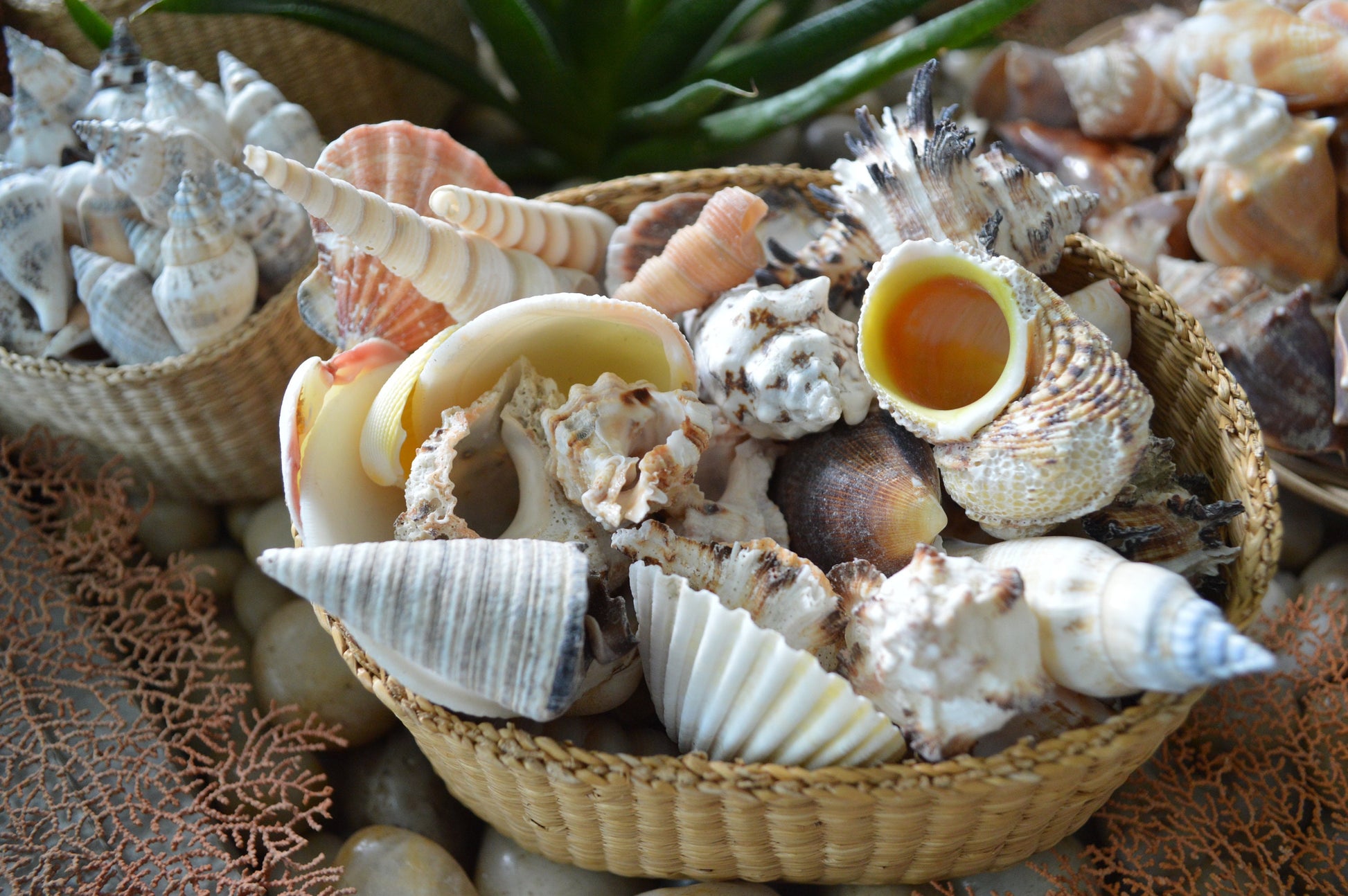 Handpicked Sanibel Captiva Seashell Mix * You choose Weight* Coastal Home Décor