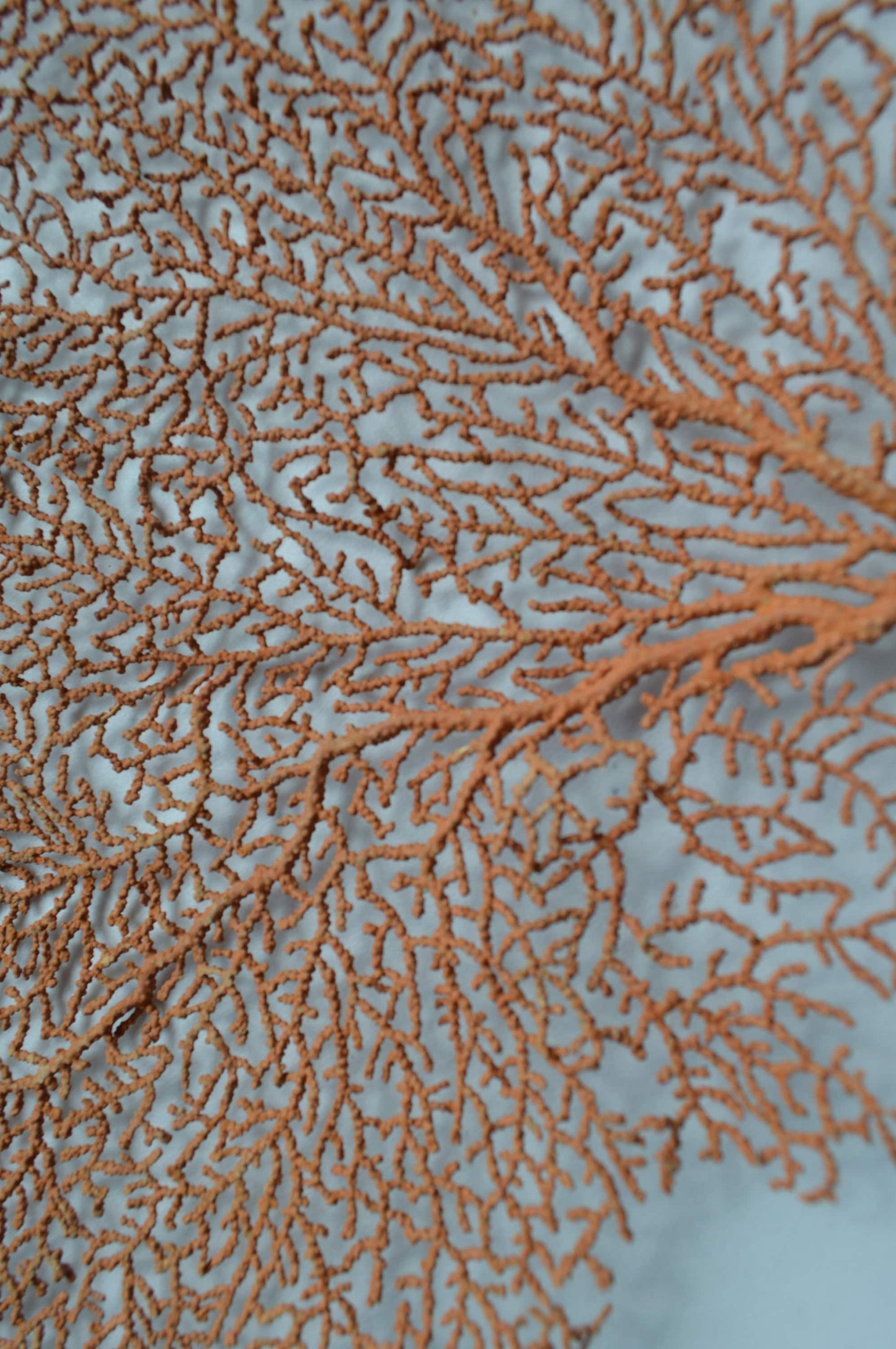 100% REAL Dried Ocean Sea Fans *You Choose Size* 7-25" Natural Coral Orange Red Color Beach Coastal Nautical Home Décor Wall Art Gift