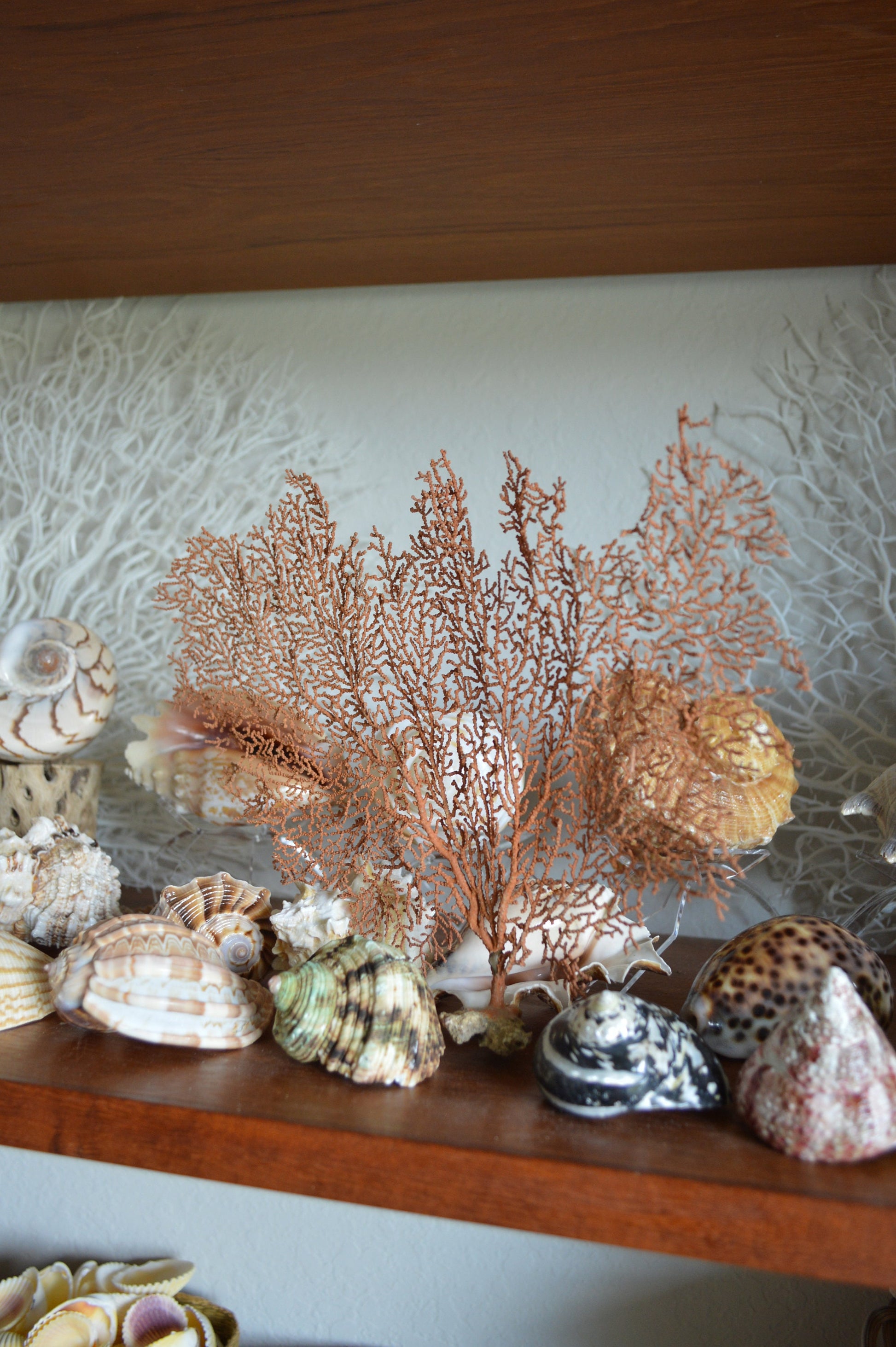 Dried Ocean Sea Fans (7"-25") *You Choose Size* Natural Coral Beach Coastal Décor