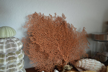 100% REAL Dried Ocean Sea Fans *You Choose Size* 7-25" Natural Coral Orange Red Color Beach Coastal Nautical Home Décor Wall Art Gift