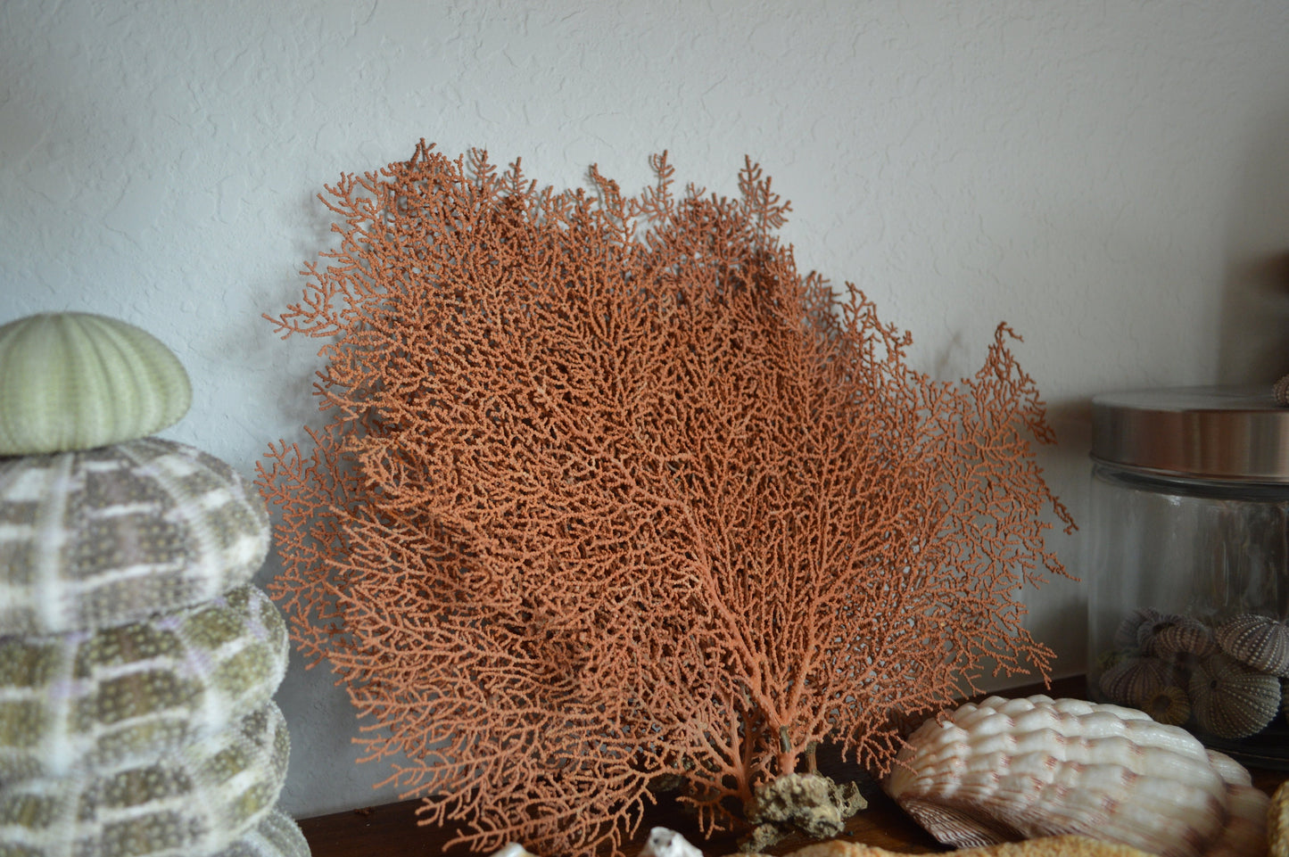 100% REAL Dried Ocean Sea Fans *You Choose Size* 7-25" Natural Coral Orange Red Color Beach Coastal Nautical Home Décor Wall Art Gift