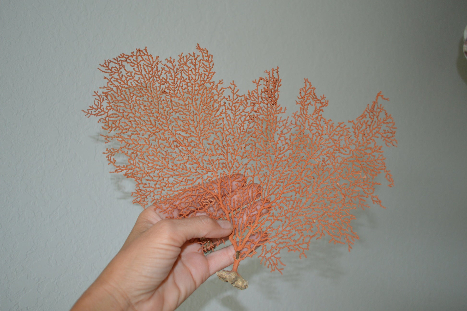 Natural Dried Sea Fan, 10-25" You Choose Size: Coastal Beach Décor