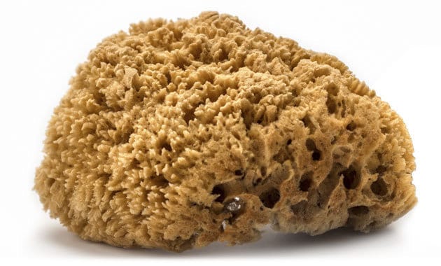 Natural Sea Sponges *You Choose Size* Brown Beach Coastal Home Décor Painting Craft Sponge