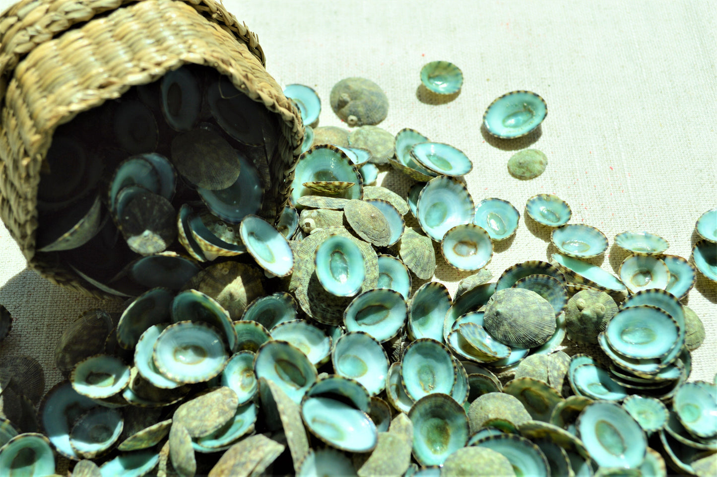 MEXICAN LIMPET SHELLS *You Choose Quantity* 1/2"-1" Natural Emerald Blue Green Color Small Craft Seashells Coastal Beach Home Décor