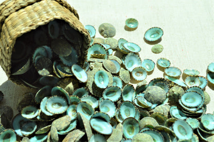 MEXICAN LIMPET SHELLS *You Choose Quantity* 1/2"-1" Natural Emerald Blue Green Color Small Craft Seashells Coastal Beach Home Décor