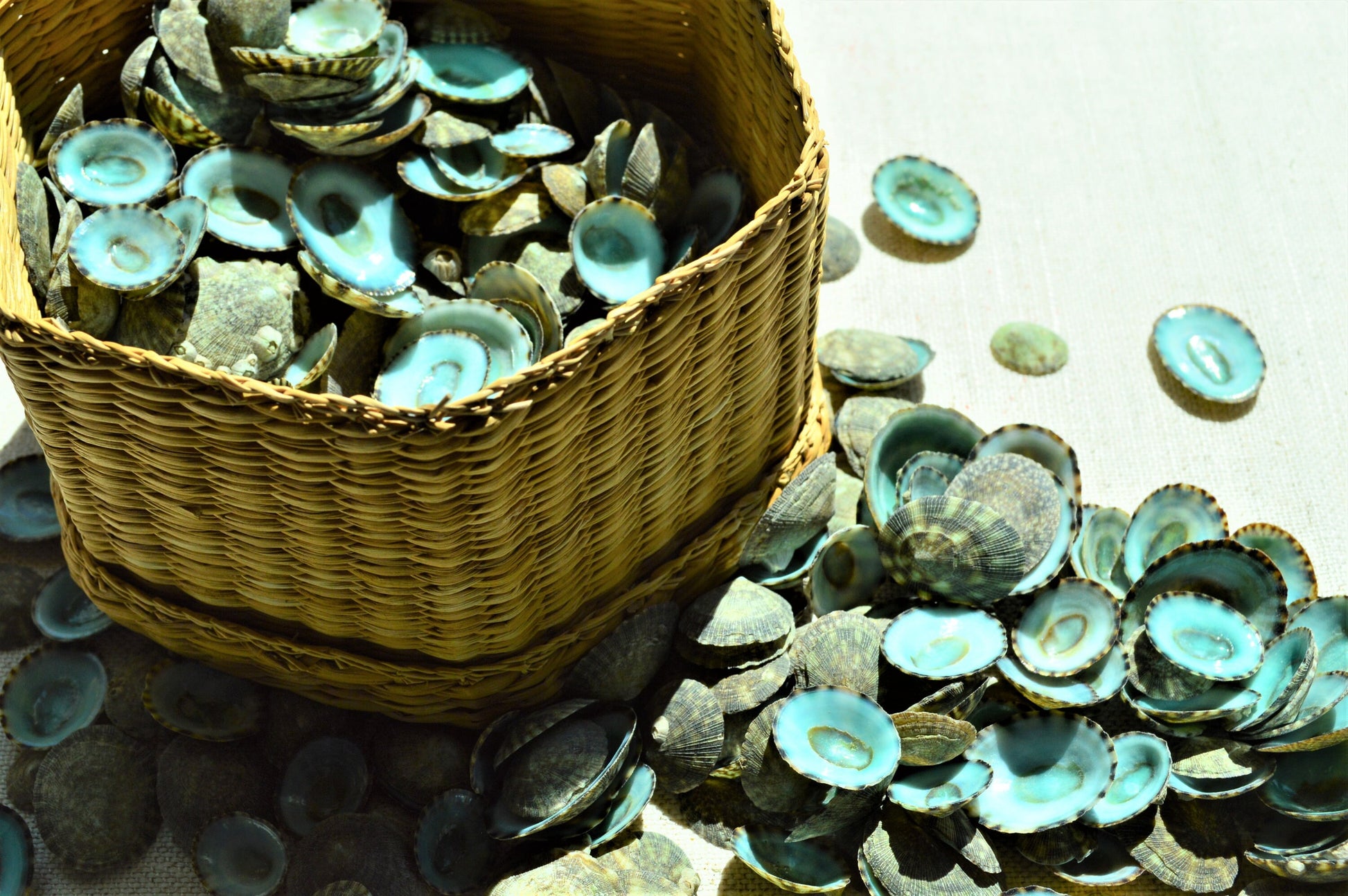 MEXICAN LIMPET SHELLS *You Choose Quantity* 1/2"-1" Natural Emerald Blue Green Color Small Craft Seashells Coastal Beach Home Décor