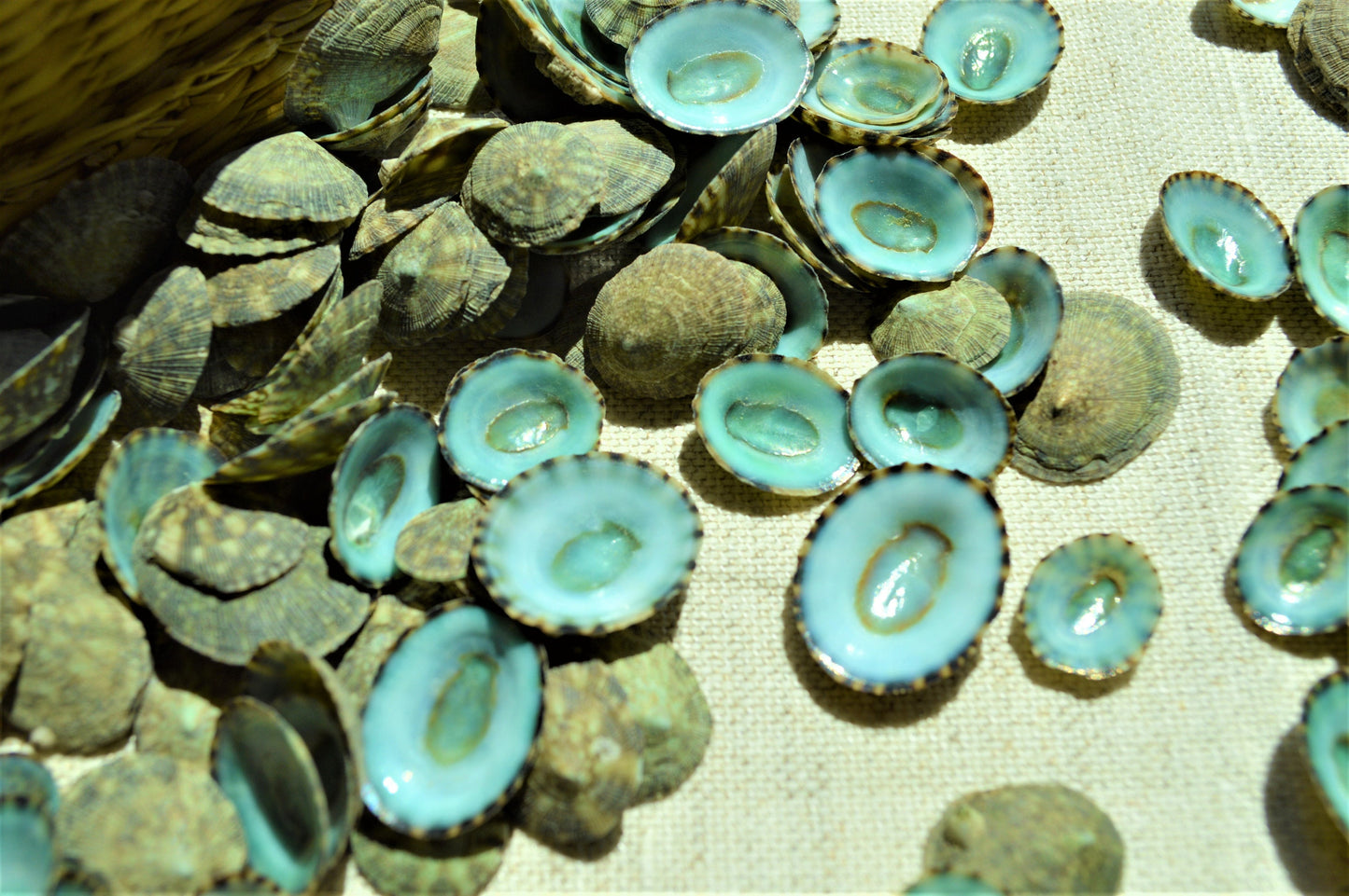 MEXICAN LIMPET SHELLS *You Choose Quantity* 1/2"-1" Natural Emerald Blue Green Color Small Craft Seashells Coastal Beach Home Décor