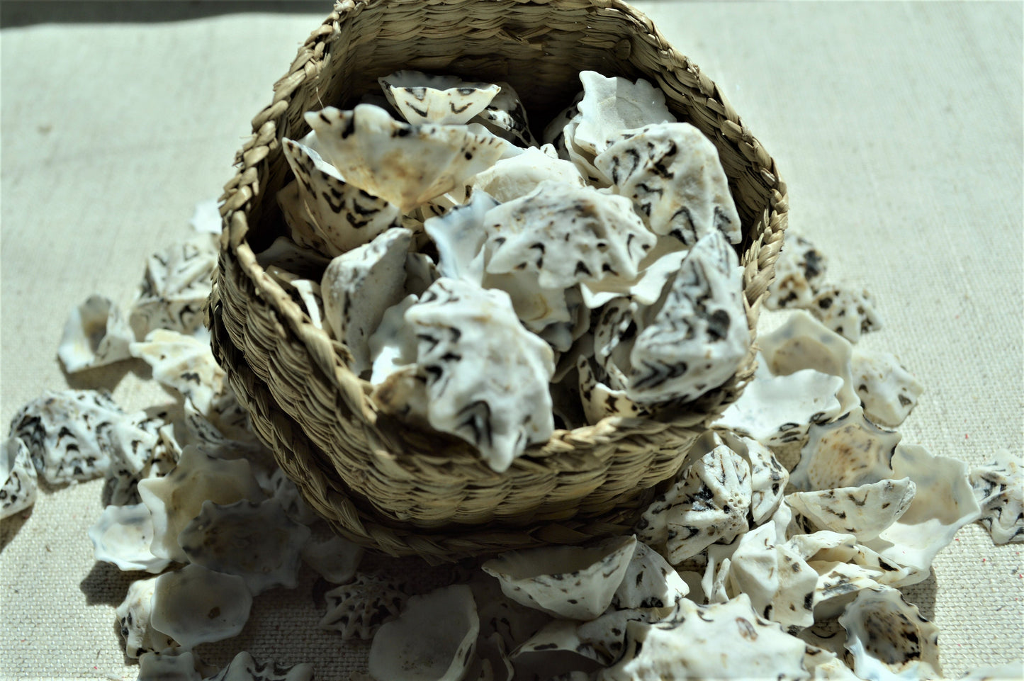 STAR SHAPED LIMPETS Shells * You Choose Quantity* 1/2-1" Natural Black White Small Craft Seashells Coastal Beach Home Décor Bulk