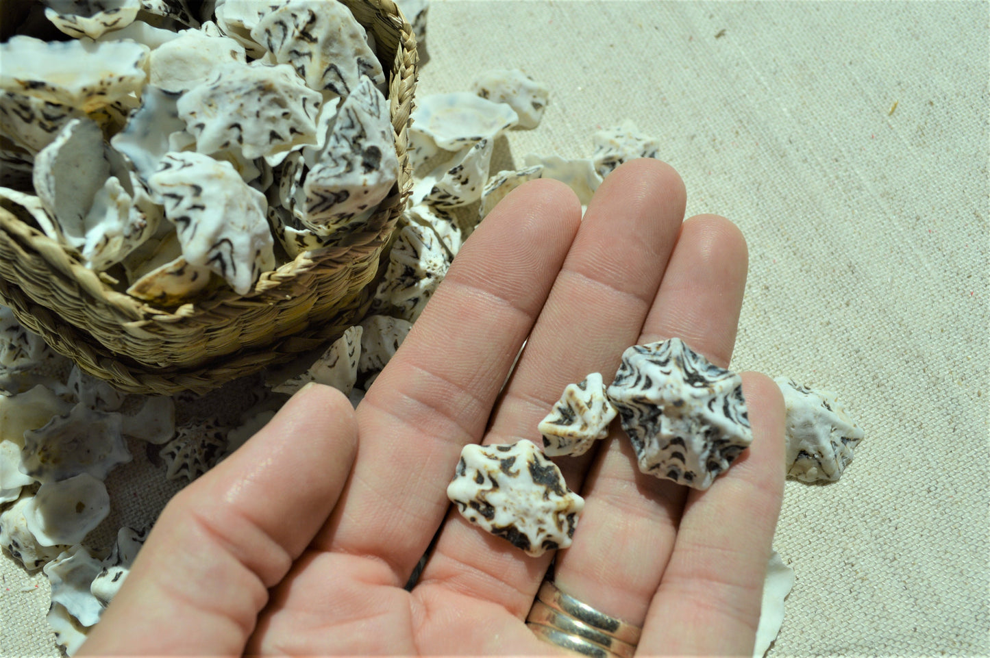 Star Shaped Limpet Shells, 1/2-1", Natural Coastal Craft Seashells
