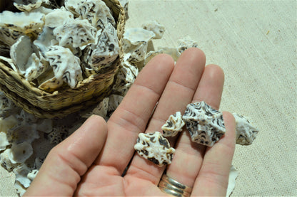 Star Shaped Limpet Shells, 1/2-1", Natural Coastal Craft Seashells