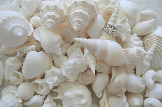 WHITE WEDDING SHELLS *You Choose Quantity* Assorted Types and Sizes .5-3" Craft Seashells Coastal Beach Home Décor Bulk