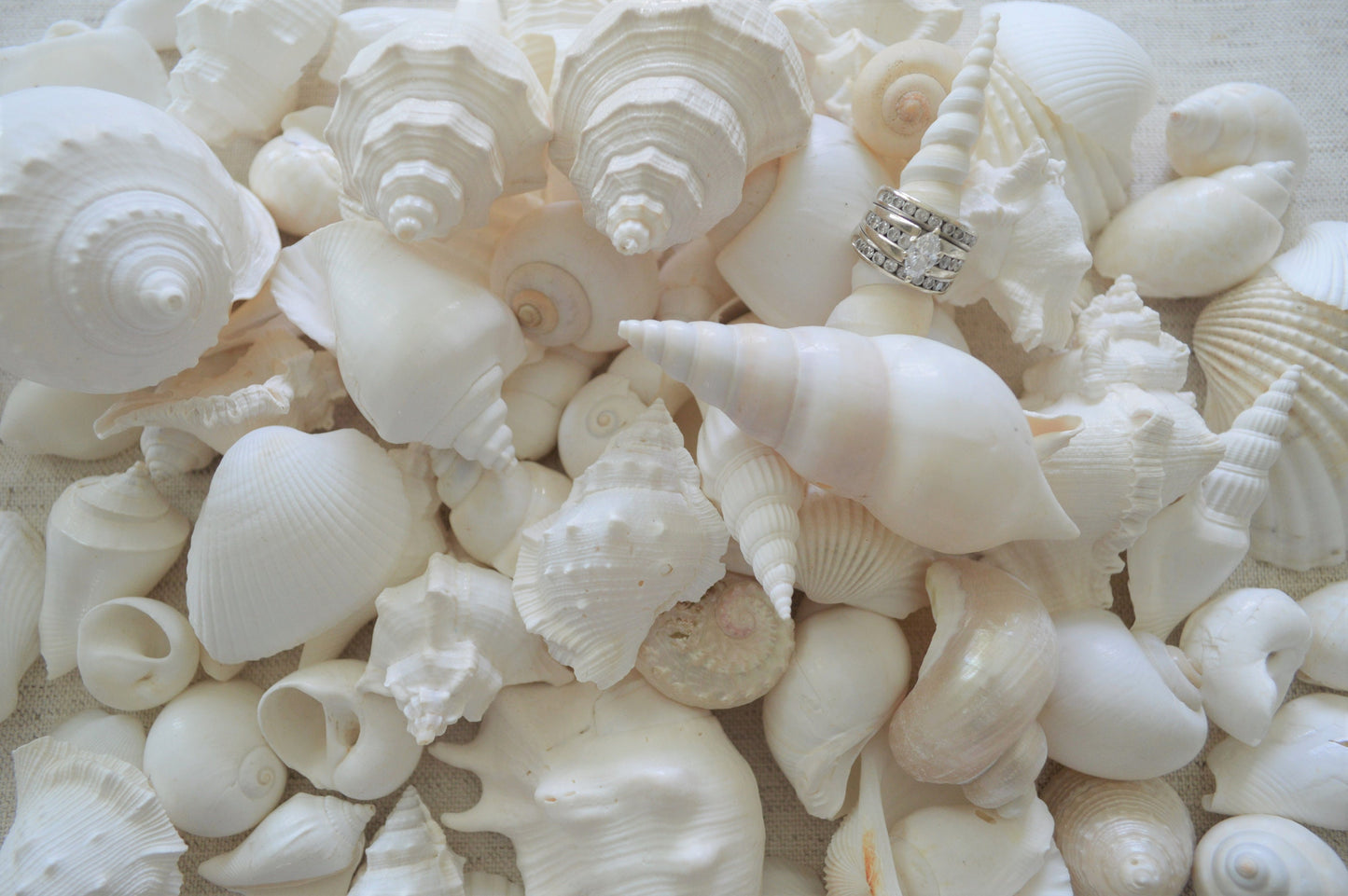 White Seashell Mix, Assorted Coastal Shells Beach Wedding Décor