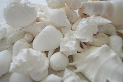 White Seashell Mix, Assorted Coastal Shells Beach Wedding Décor