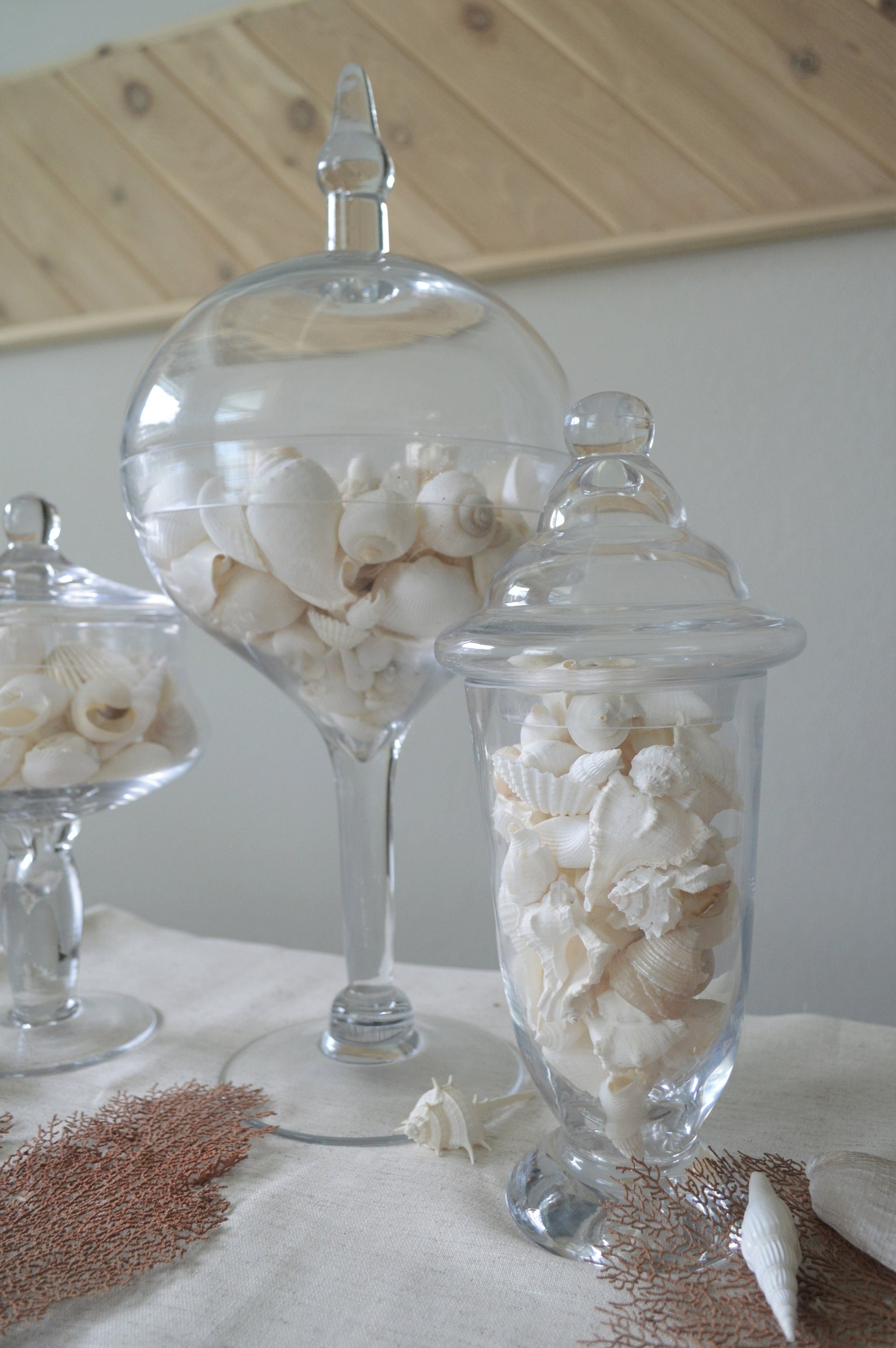 White Seashell Mix, Assorted Coastal Shells Beach Wedding Décor