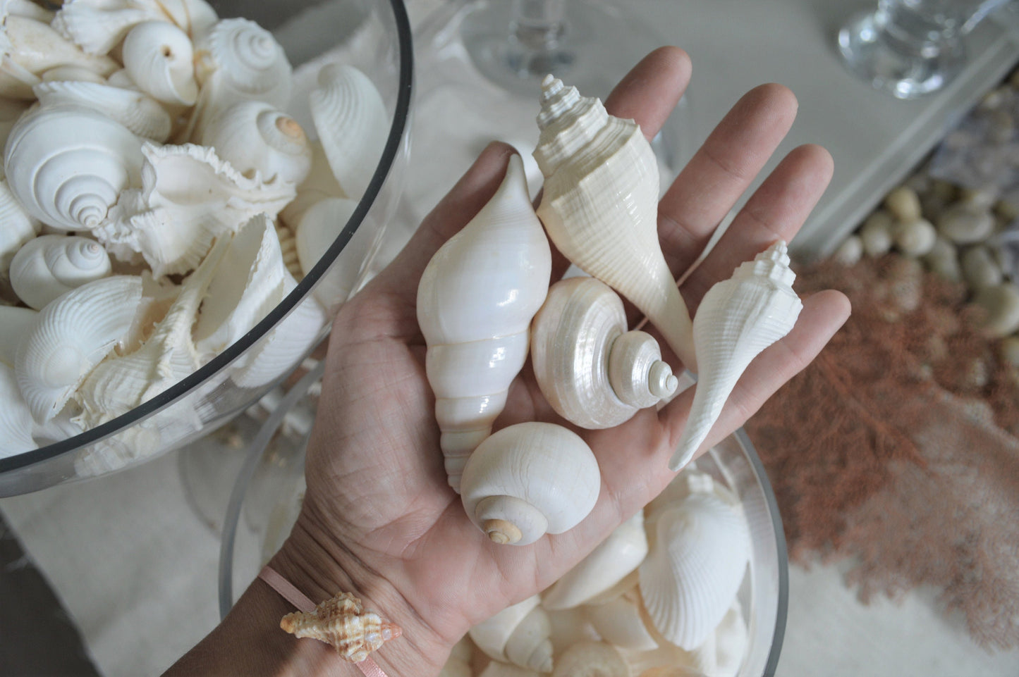 WHITE WEDDING SHELLS *You Choose Quantity* Assorted Types and Sizes .5-3" Craft Seashells Coastal Beach Home Décor Bulk