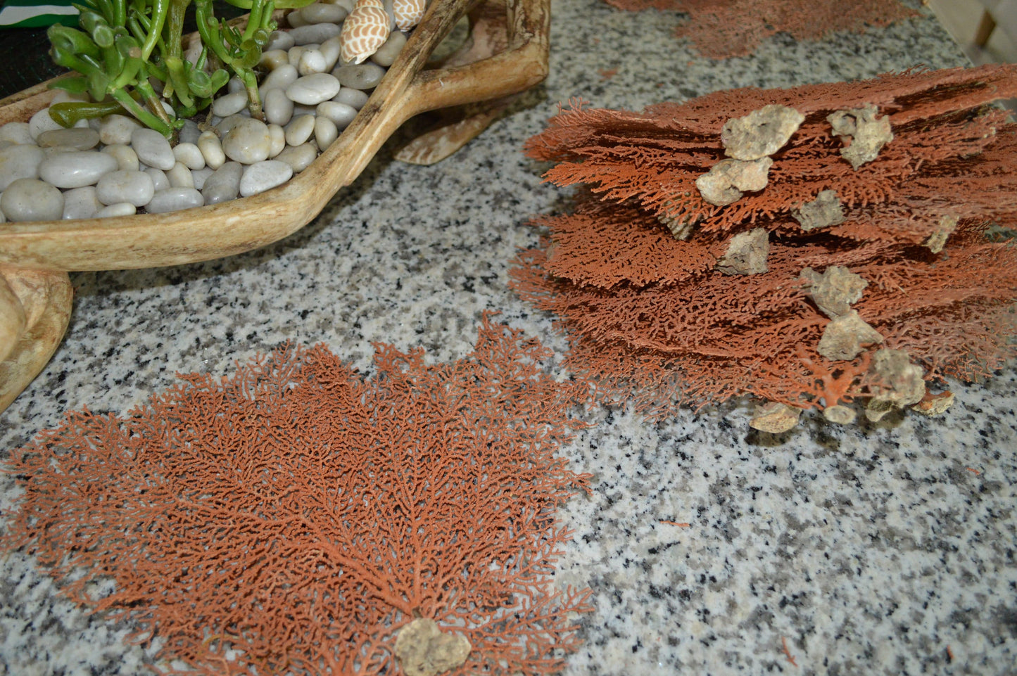 100% REAL Dried Ocean Sea Fans *You Choose Size* 7-25" Natural Coral Orange Red Color Beach Coastal Nautical Home Décor Wall Art Gift