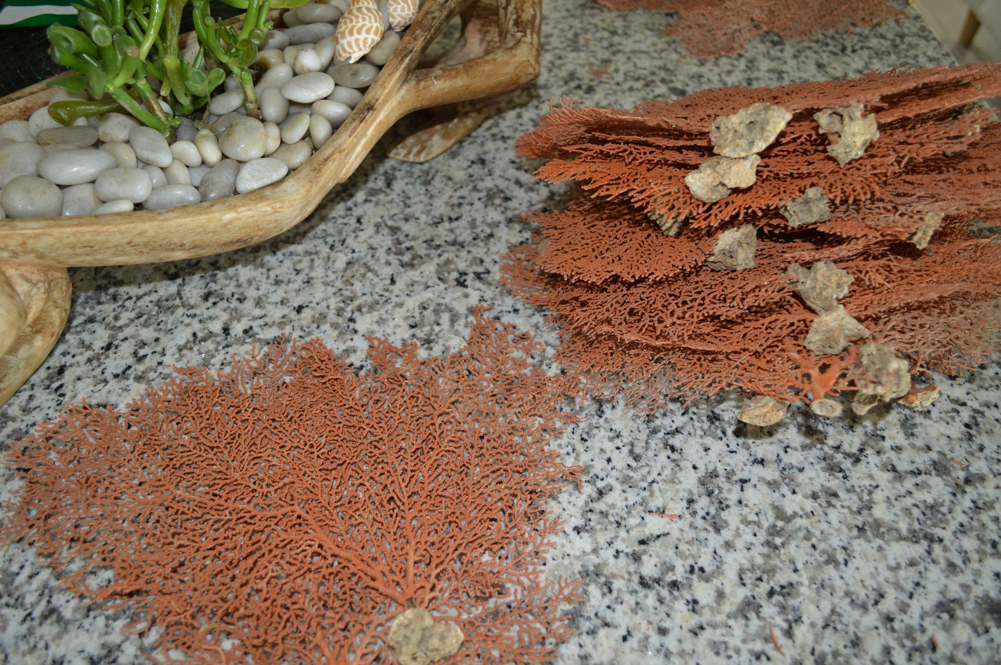 100% REAL Dried Ocean Sea Fans *You Choose Size* 7-25" Natural Coral Orange Red Color Beach Coastal Nautical Home Décor Wall Art Gift