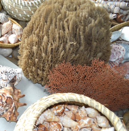 Natural Sea Sponges *You Choose Size* Brown Beach Coastal Home Décor Painting Craft Sponge