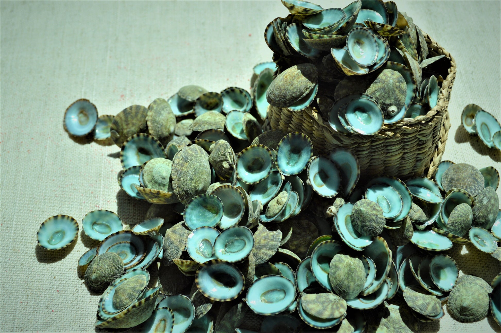 MEXICAN LIMPET SHELLS *You Choose Quantity* 1/2"-1" Natural Emerald Blue Green Color Small Craft Seashells Coastal Beach Home Décor