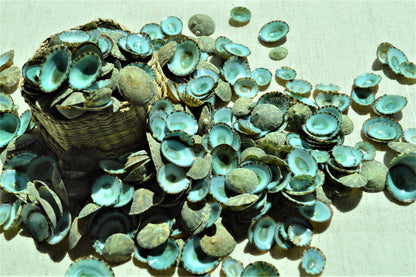 MEXICAN LIMPET SHELLS *You Choose Quantity* 1/2"-1" Natural Emerald Blue Green Color Small Craft Seashells Coastal Beach Home Décor