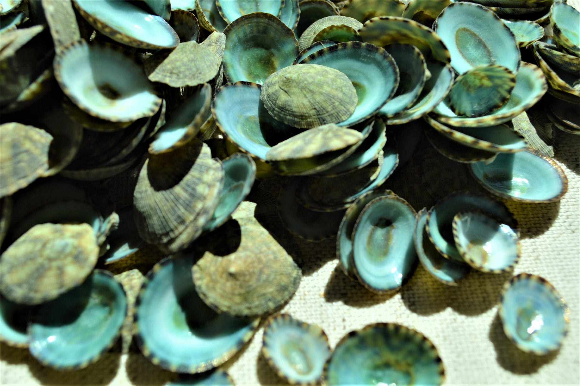 MEXICAN LIMPET SHELLS *You Choose Quantity* 1/2"-1" Natural Emerald Blue Green Color Small Craft Seashells Coastal Beach Home Décor