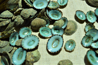 MEXICAN LIMPET SHELLS *You Choose Quantity* 1/2"-1" Natural Emerald Blue Green Color Small Craft Seashells Coastal Beach Home Décor