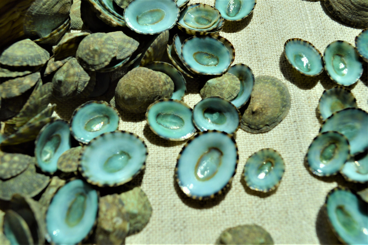 MEXICAN LIMPET SHELLS *You Choose Quantity* 1/2"-1" Natural Emerald Blue Green Color Small Craft Seashells Coastal Beach Home Décor