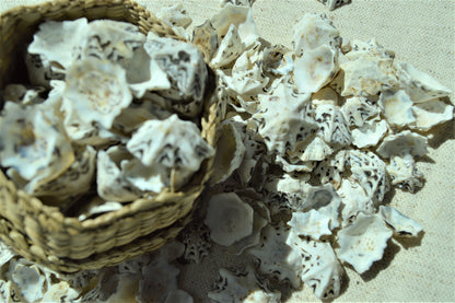 STAR SHAPED LIMPETS Shells * You Choose Quantity* 1/2-1" Natural Black White Small Craft Seashells Coastal Beach Home Décor Bulk