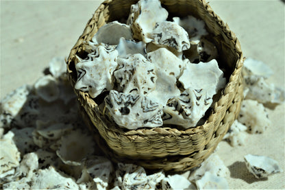 STAR SHAPED LIMPETS Shells * You Choose Quantity* 1/2-1" Natural Black White Small Craft Seashells Coastal Beach Home Décor Bulk