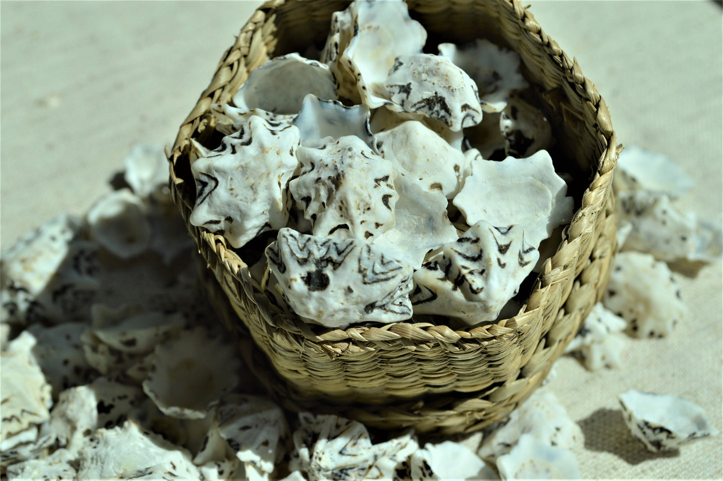 Star Shaped Limpet Shells, 1/2-1", Natural Coastal Craft Seashells