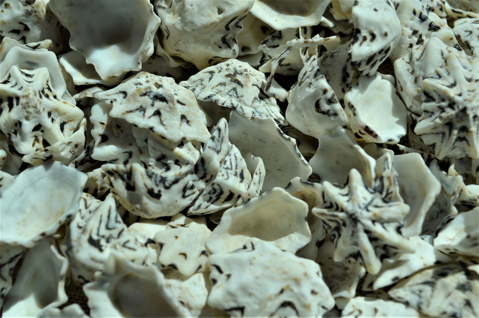 STAR SHAPED LIMPETS Shells * You Choose Quantity* 1/2-1" Natural Black White Small Craft Seashells Coastal Beach Home Décor Bulk