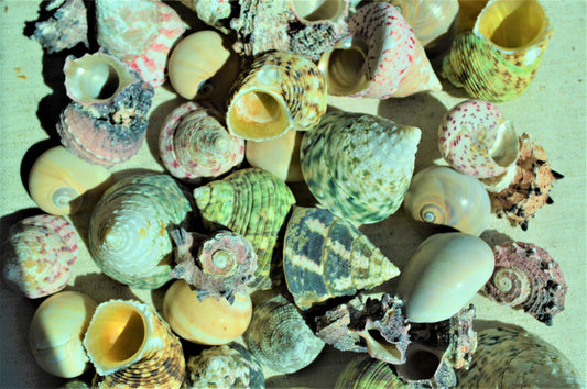 Hermit Crab Shells ALL SIZES You Pick Size Assorted Seashells Tun Turbo & More Coastal Crafts Décor