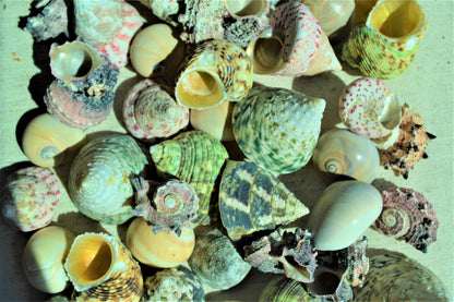Hermit Crab Shells *Quantity & Size Of Your Choose* XS-XL Natural Assorted Seashells
