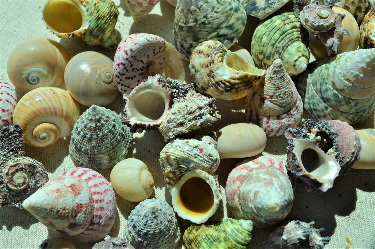 Hermit Crab Shells ALL SIZES You Pick Size Assorted Seashells Tun Turbo & More Coastal Crafts Décor