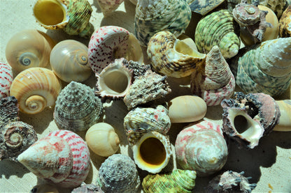 Hermit Crab Shells ALL SIZES You Pick Size Assorted Seashells Tun Turbo & More Coastal Crafts Décor