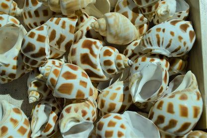 Hermit Crab Shells ALL SIZES You Pick Size Assorted Seashells Tun Turbo & More Coastal Crafts Décor