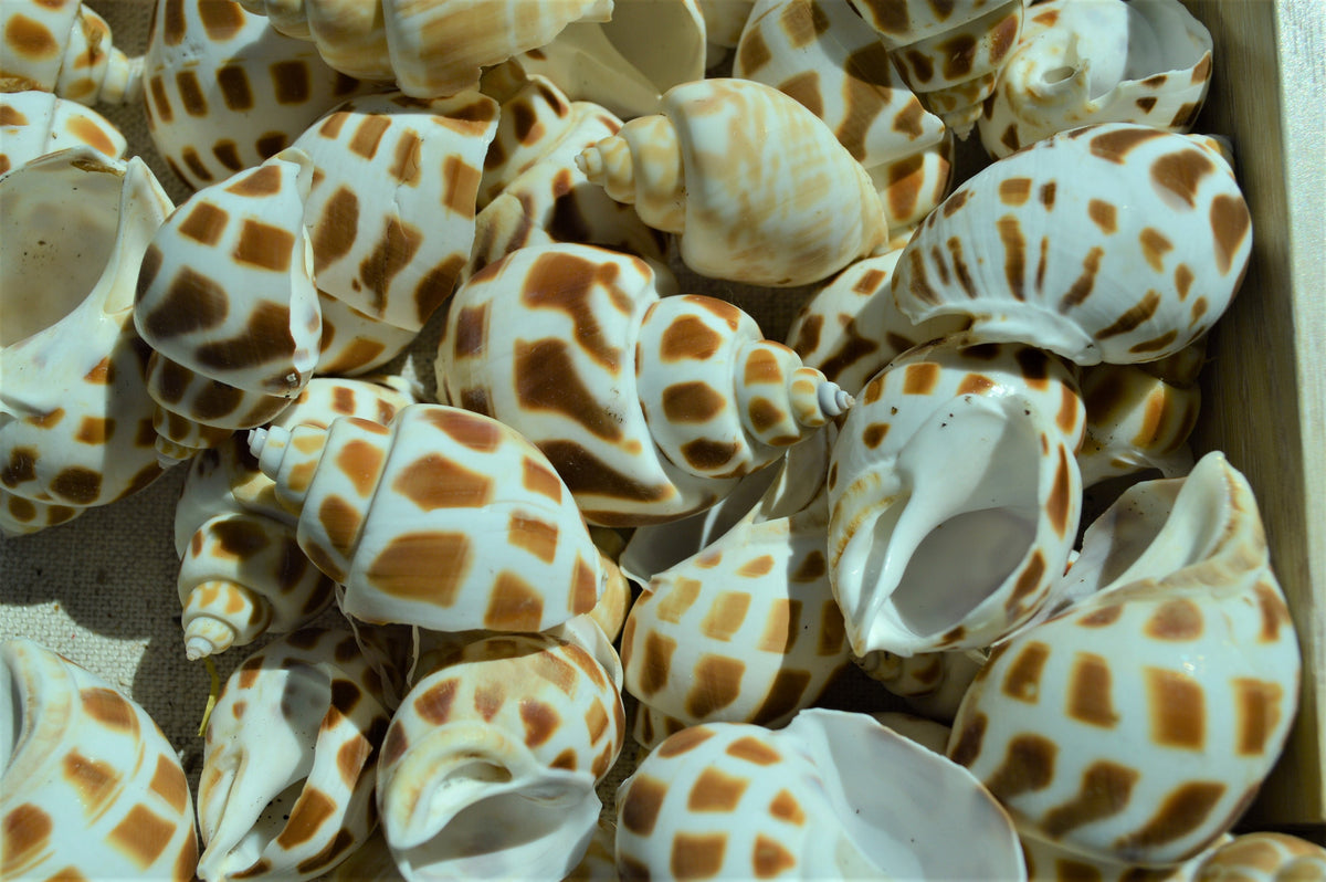 Hermit Crab Shells *Quantity & Size Of Your Choose* XS-XL Natural Assorted Seashells