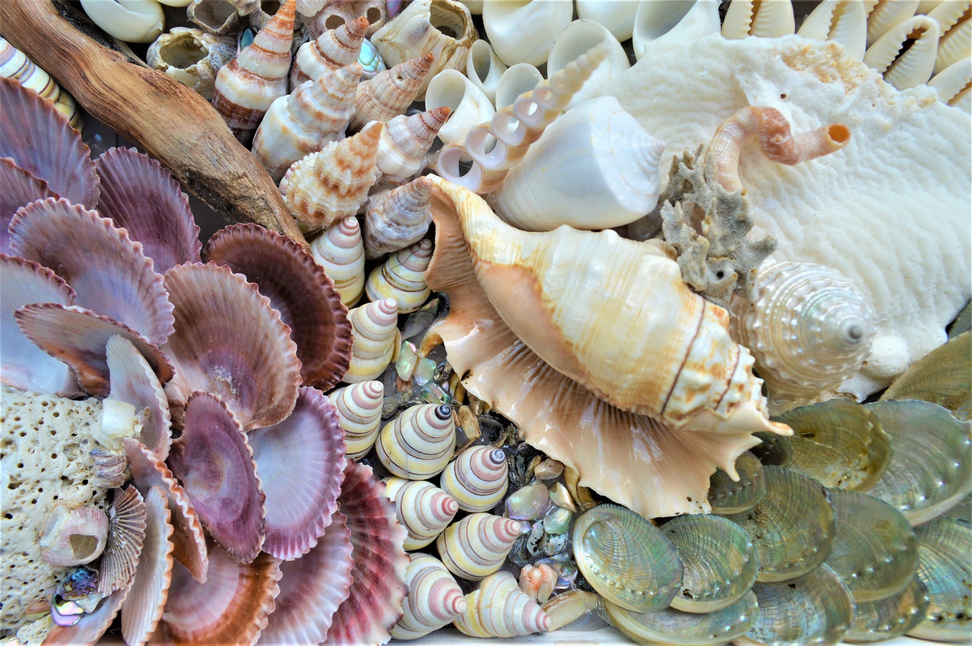 Handmade Sea Shells Coastal Wall Art 36x12" Seashells Driftwood Urchins Barnacles Coral Beach Décor Hanging Purple White Beige Seashell