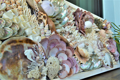 Handmade Sea Shells Coastal Wall Art 36x12" Seashells Driftwood Urchins Barnacles Coral Beach Décor Hanging Purple White Beige Seashell