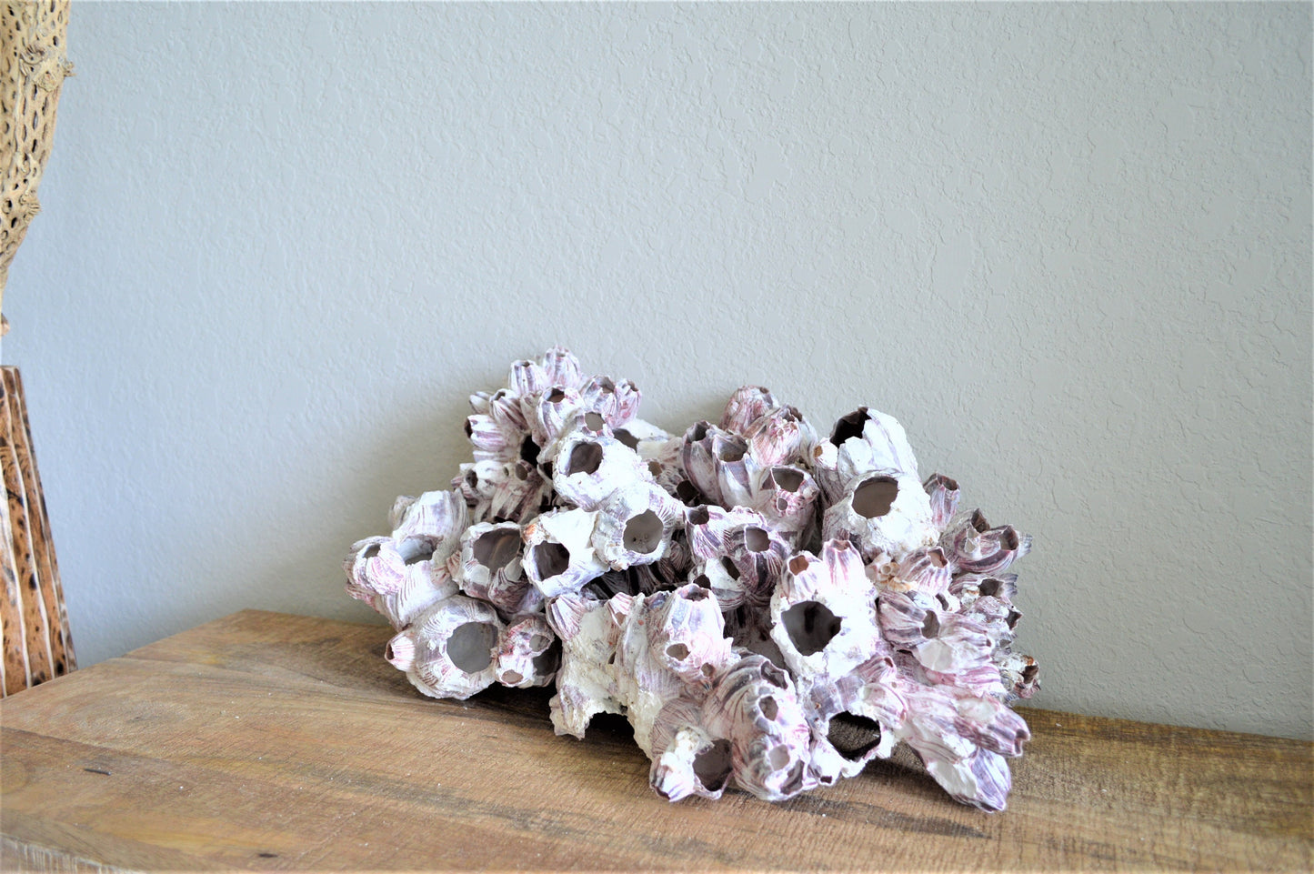 XS-XL 3-14" You Choose Size Purple Barnacle Clusters Coastal Beach Décor Nautical Display Air Planter Holder Free Shipping