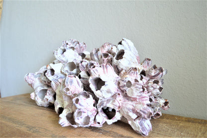 XS-XL 3-14" You Choose Size Purple Barnacle Clusters Coastal Beach Décor Nautical Display Air Planter Holder Free Shipping