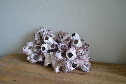 Purple Barnacle Clusters 3-14" *You Choose Size* Coastal Décor Air Planter Holder