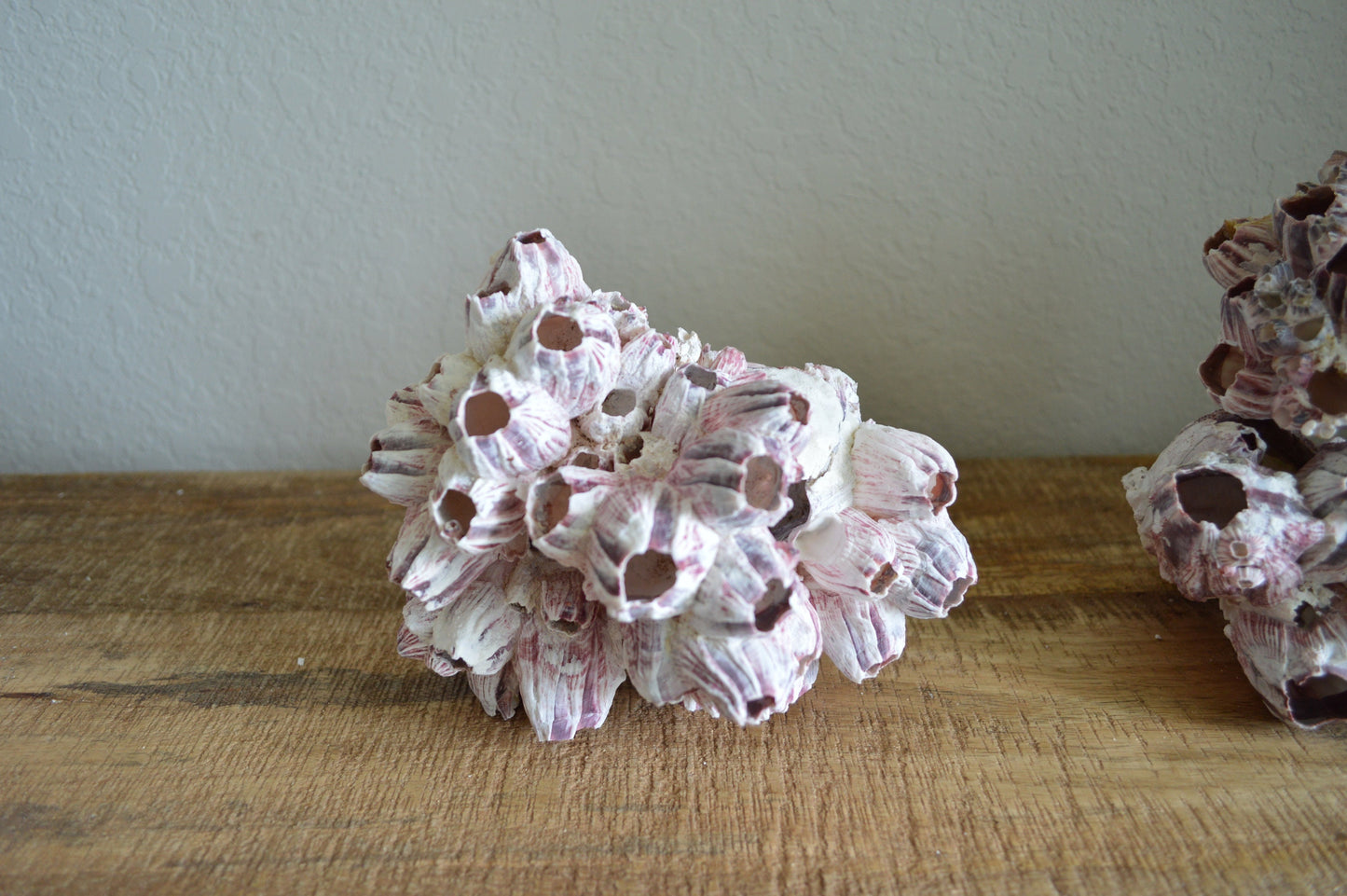 Purple Barnacle Clusters 3-14" *You Choose Size* Coastal Décor Air Planter Holder