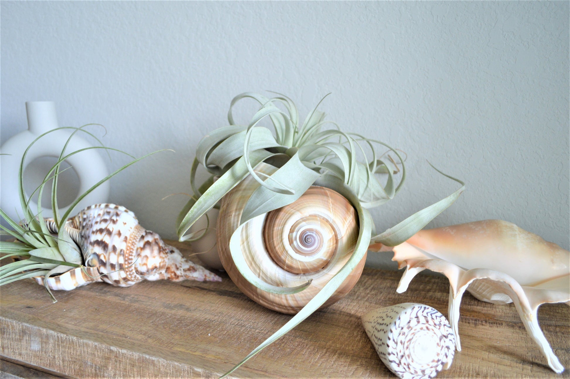 TONNA OLEARIUM SHELLS Huge *All Sizes* Natural Brown White Display Seashell Beach House Décor