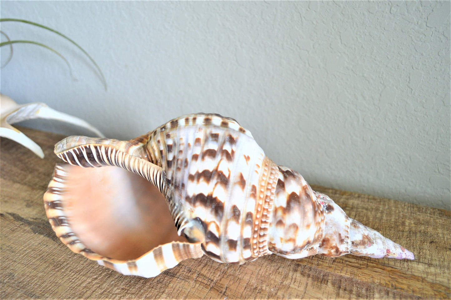 CARIBBEAN TRITON TRUMPET *All Sizes* Natural Brown White Pattered Display Seashell Coastal Beach Home Décor