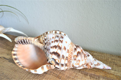 CARIBBEAN TRITON TRUMPET *All Sizes* Natural Brown White Pattered Display Seashell Coastal Beach Home Décor