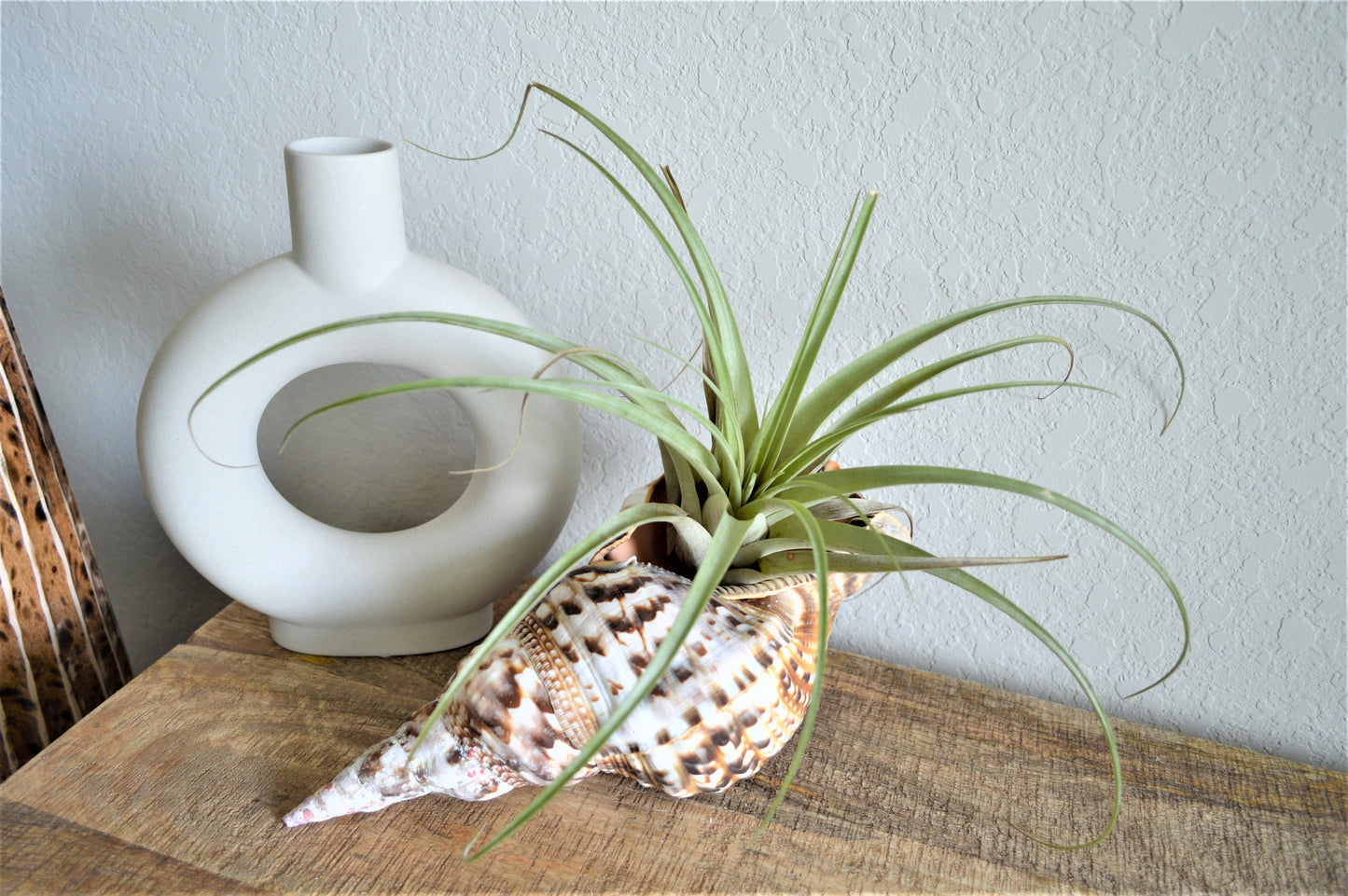 CARIBBEAN TRITON TRUMPET *All Sizes* Natural Brown White Pattered Display Seashell Coastal Beach Home Décor