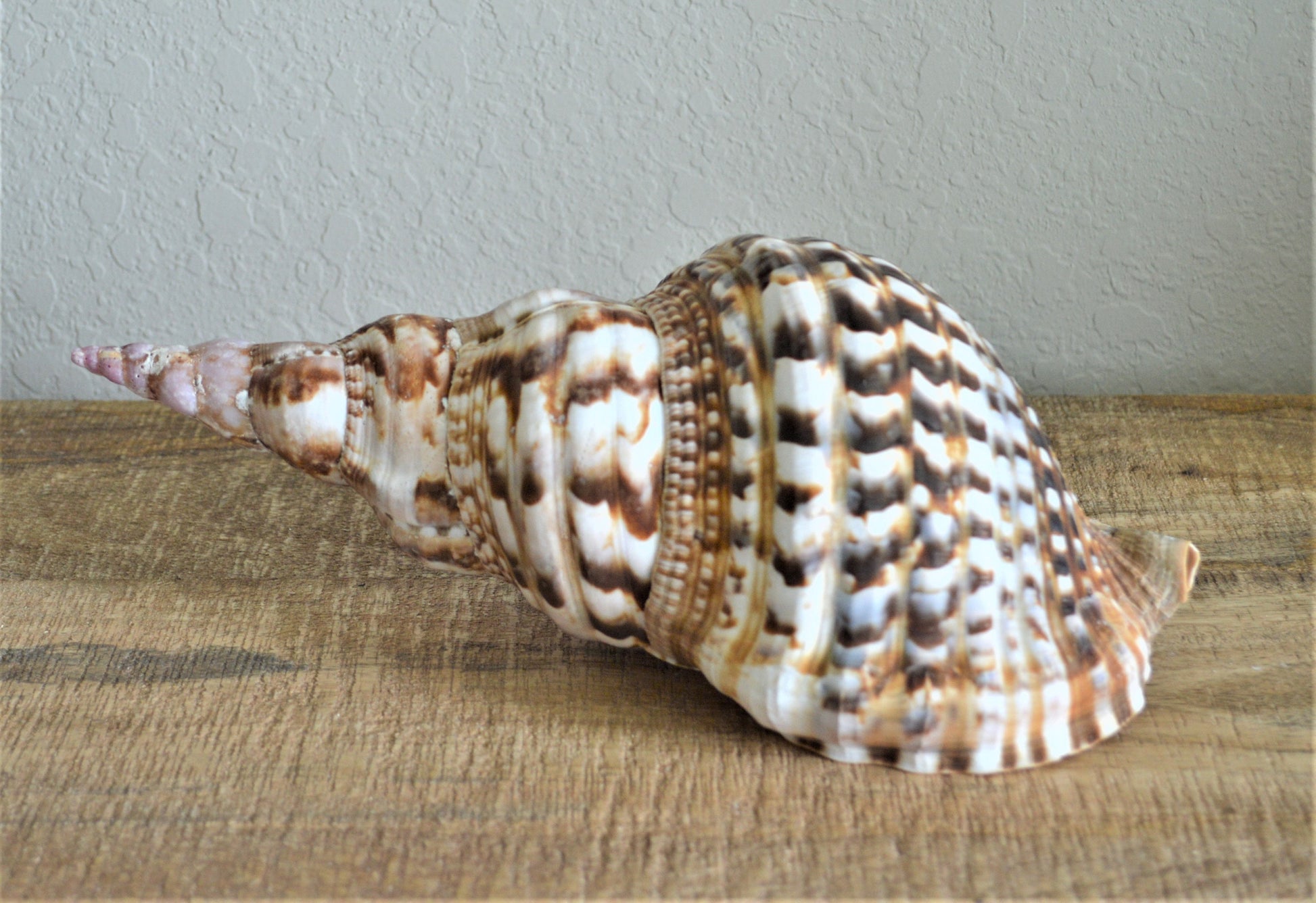CARIBBEAN TRITON TRUMPET *All Sizes* Natural Brown White Pattered Display Seashell Coastal Beach Home Décor