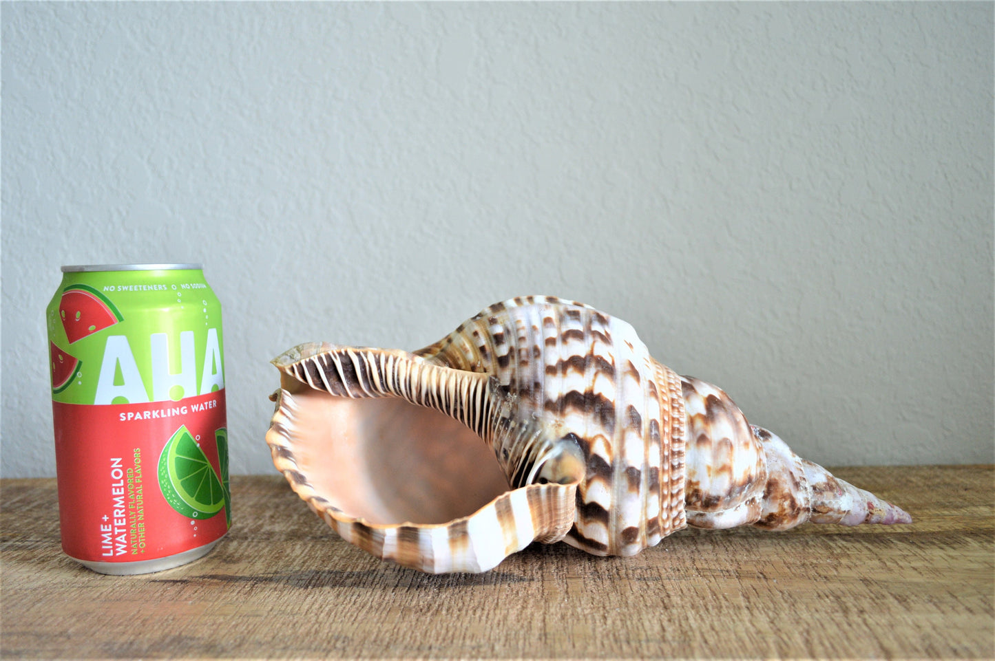 CARIBBEAN TRITON TRUMPET *All Sizes* Display Seashell Coastal Beach Home Décor