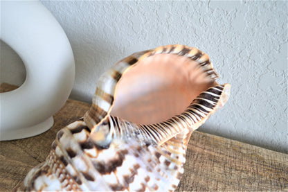 CARIBBEAN TRITON TRUMPET *All Sizes* Natural Brown White Pattered Display Seashell Coastal Beach Home Décor